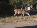 mule deer