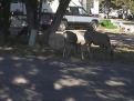 mule deer