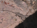 lizard